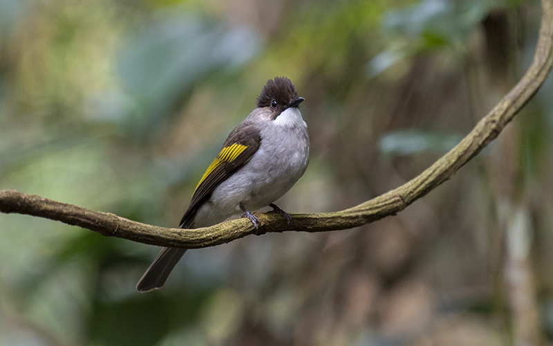 Ashy Bulbu or Brown-backed Bulbul (Hemixos (flavala) remotus) at Di Linh Bird Hides - Southern Vietnam. Photo by: Bui Duc Tien - Vietnam Bird Photography Tours - Vietbirdphototours.com